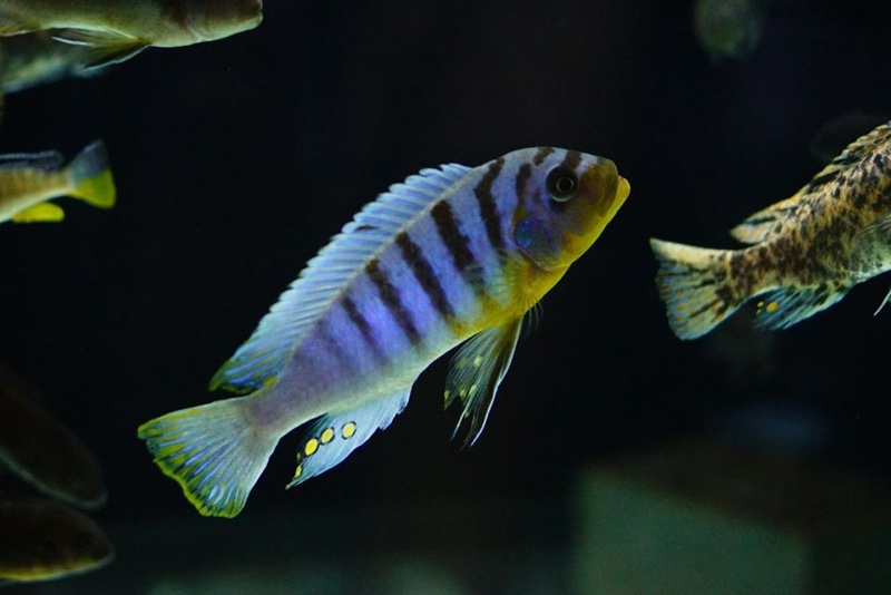 Maylandia fainzilberi 'Manda'